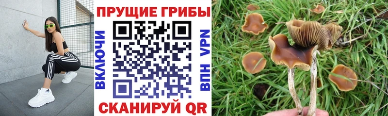 hydra ONION Губкинский Галлюциногенные грибы мухоморы